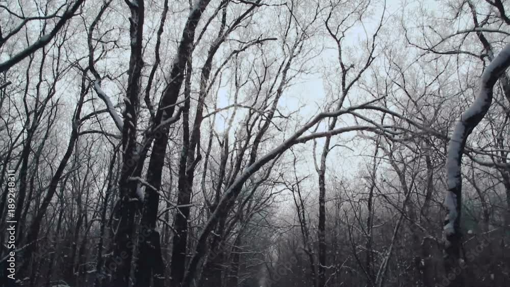 Branches of trees against the background of the winter sky. Branches of trees covered with snow. Winter forest Branches of trees against the background of the winter sky. Branches of trees covered with snow. Winter forest