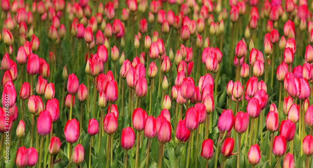 Red tulip flowers, spring flowers on spring background. Red tulip flowers, spring flowers on spring background.
