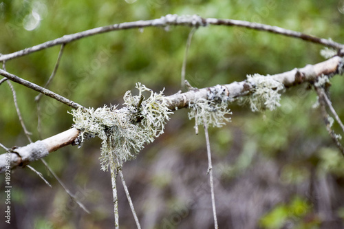 Moss on a tree branch. Green moss on a dead dead tree branch photo