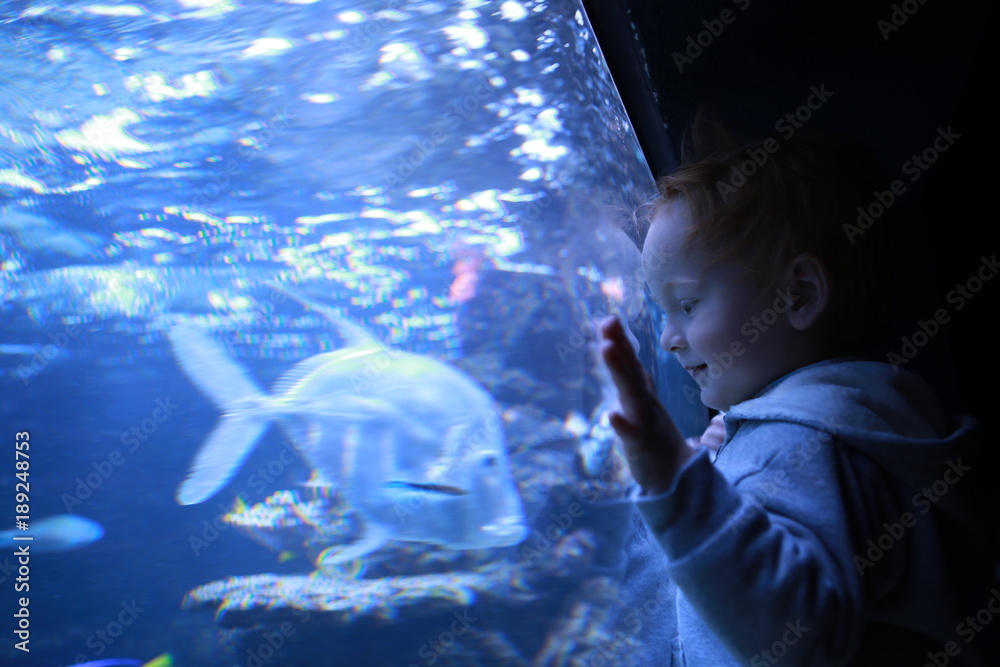 Naklejka premium Boy looking at fish in aquarium