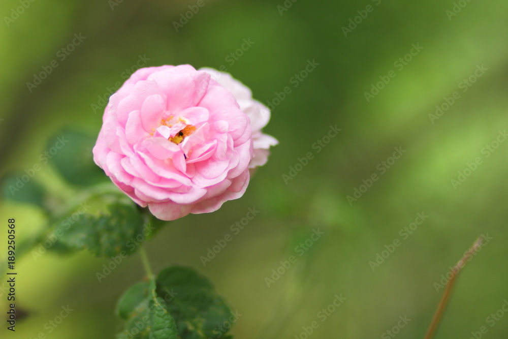 Pink roses, flowers for Valentine's Day, a gift, a bouquet of pink roses on March 8, a female dream, spring flowers in a botanical garden, a romantic card Pink roses, flowers for Valentine's Day, a gift, a bouquet of pink roses on March 8, a female dream, spring flowers in a botanical garden, a romantic card