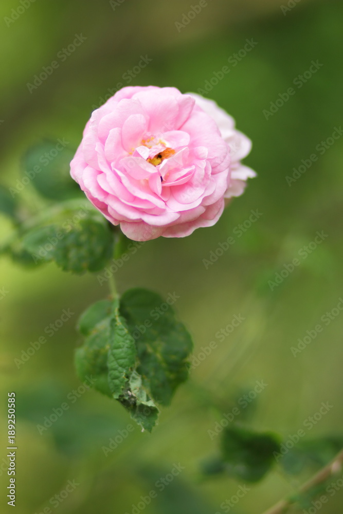 Pink roses, flowers for Valentine's Day, a gift, a bouquet of pink roses on March 8, a female dream, spring flowers in a botanical garden, a romantic card