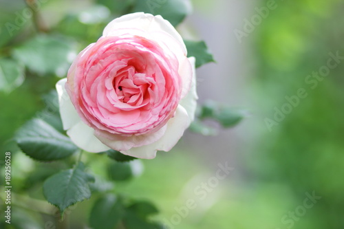 Pink roses  flowers for Valentine s Day  a gift  a bouquet of pink roses on March 8  a female dream  spring flowers in a botanical garden  a romantic card