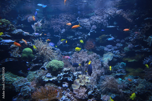 Colorful fishes in the aquarium #189250543