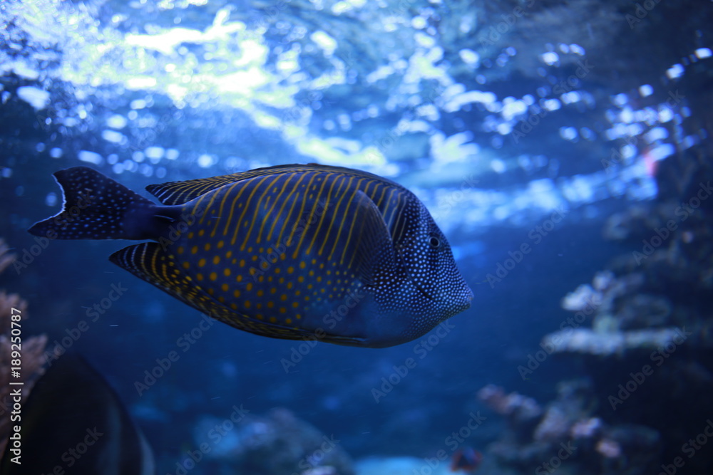 Colorful fishes in the aquarium - obrazy, fototapety, plakaty 