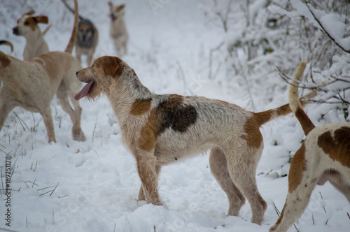 Fototapeta Naklejka Na Ścianę i Meble -  Foxhounds in Snow