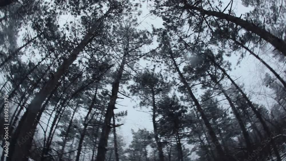 High spruce. Circular motion of the camera High spruce. Circular motion of the camera