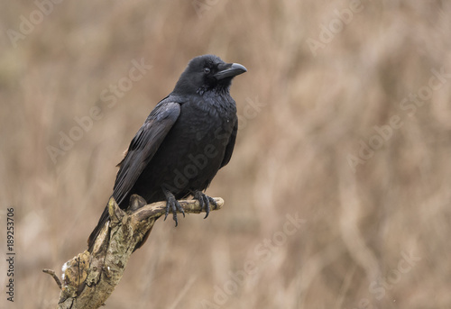 Raven (Corvus corax)