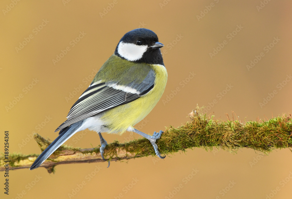 Fototapeta premium Great tit (Parus major)
