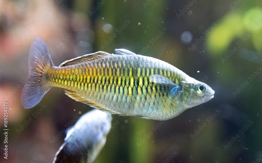 Small shiny fish in a Chicago aquarium Photos | Adobe Stock