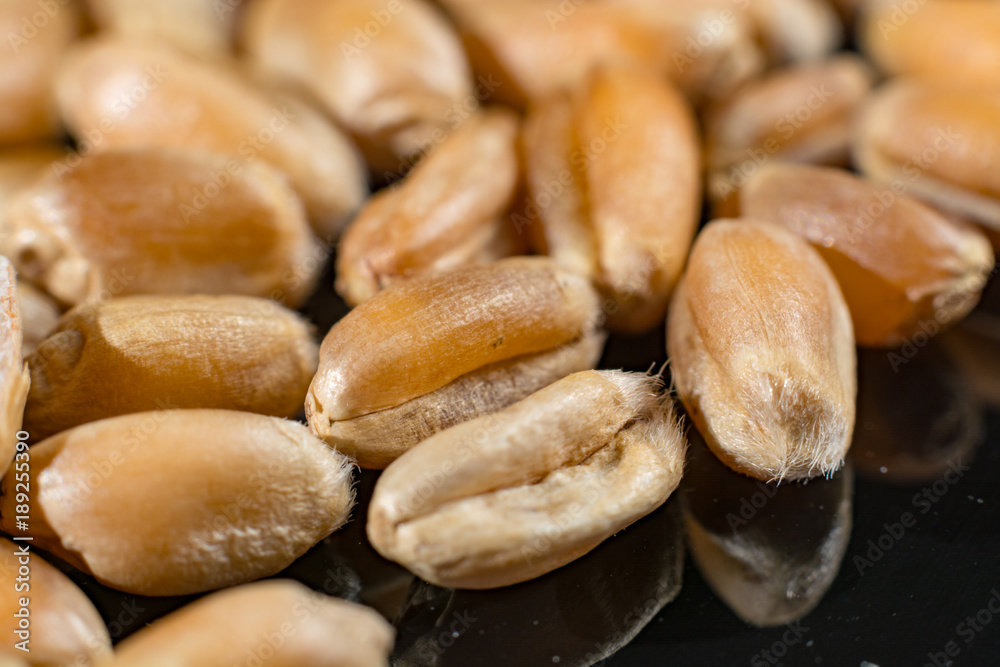 Macro collection, dry white wheat seeds close up on black Macro collection, dry white wheat seeds close up on black