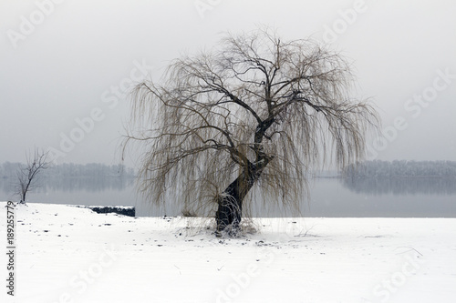 Lonely willow on the river bank in winter