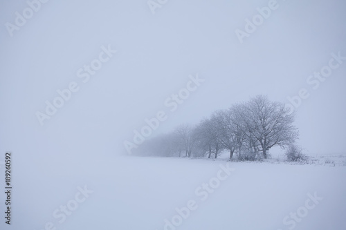 trees in winter fog © russieseo