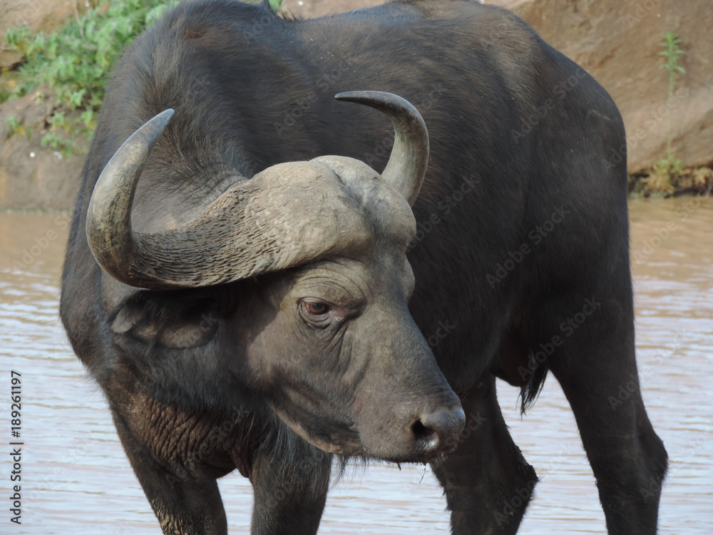 Obraz premium cape buffalo 2