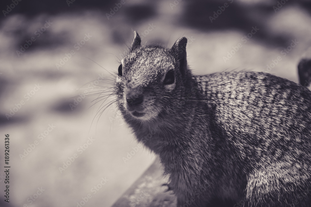 Obraz premium Portrait of Caroline's Grey Squirrel Sat on a Rock