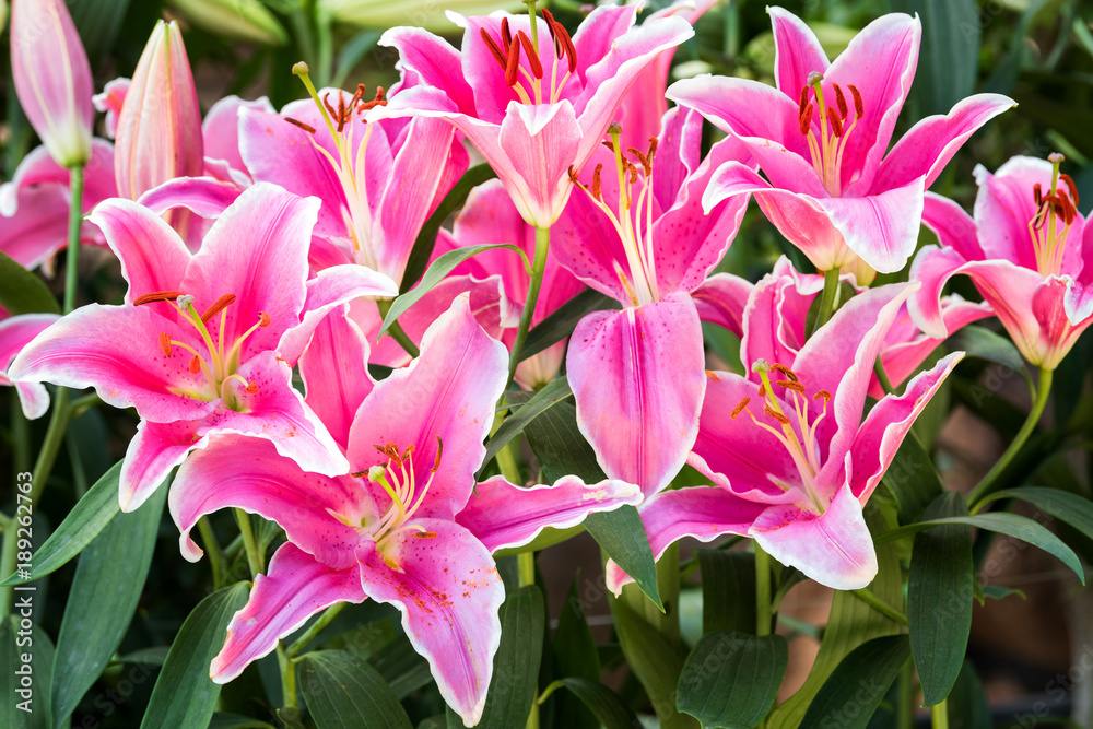 Close-up pink lily flower, Hippeastrum johnsonii bury flowers in garden Close-up pink lily flower, Hippeastrum johnsonii bury flowers in garden