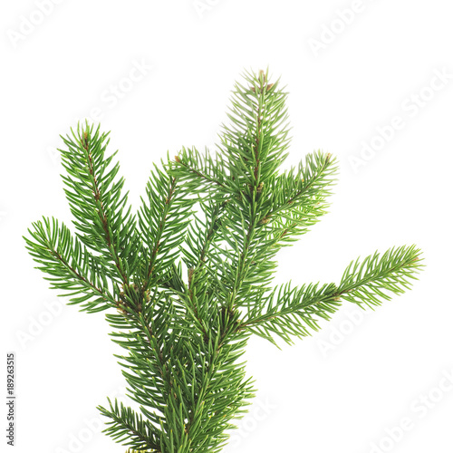 twig of fir on a white background