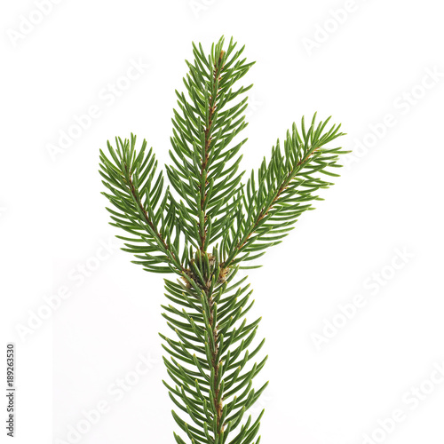twig of fir on a white background © pulia