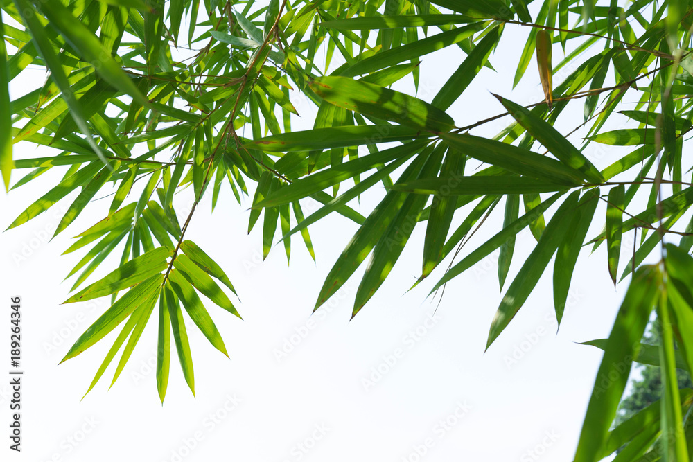 Fototapeta premium green bamboo leaves isolated on white