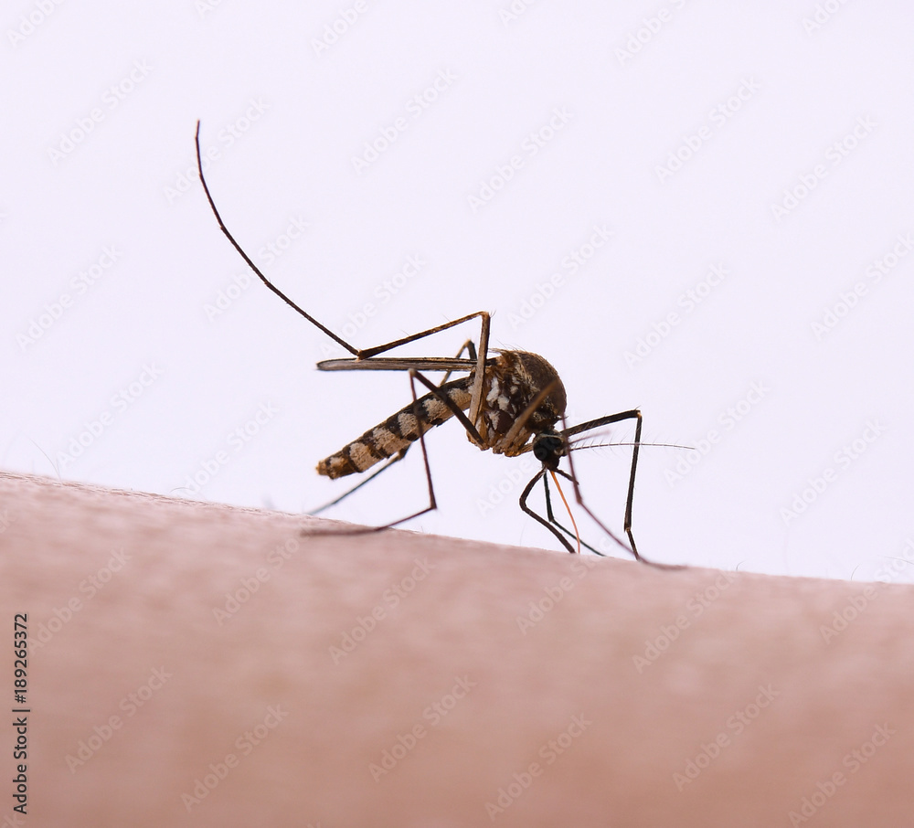 custom made wallpaper toronto digitalAedes aegypti Mosquito. Close up a Mosquito sucking human blood,