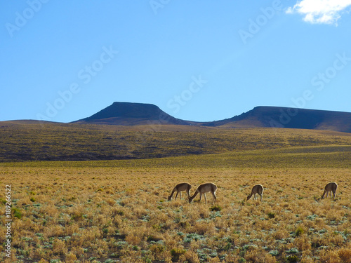 Vicuinhas in Atacama Desert  Chile