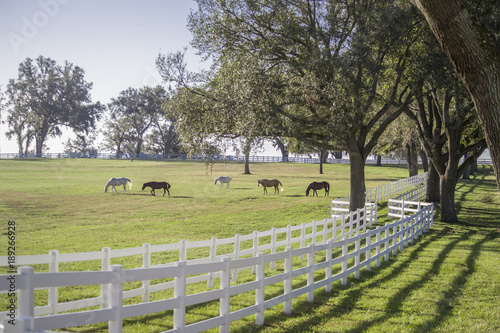 Paso Fino horses graze in scenic pasture, Ocala, FL photo