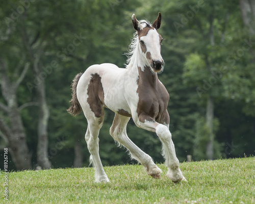 Gypsy Vanner horse foal runs