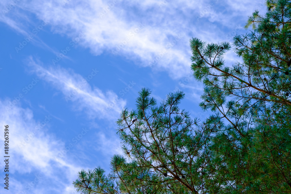 The spruce top on a blue sky background. The spruce top on a blue sky background.
