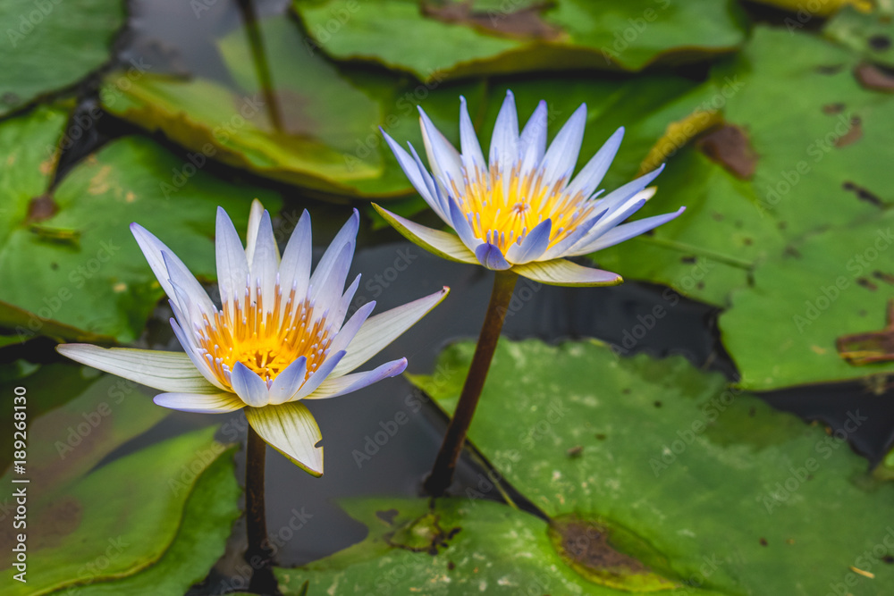 Two Lotus Flowers Growing from the Murky Waters in Bali, Indonesia