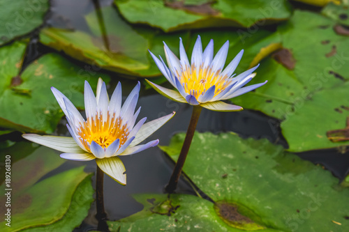 Two Lotus Flowers Growing from the Murky Waters in Bali  Indonesia