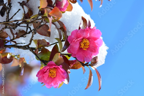 Fototapeta Naklejka Na Ścianę i Meble -  山茶花　雪