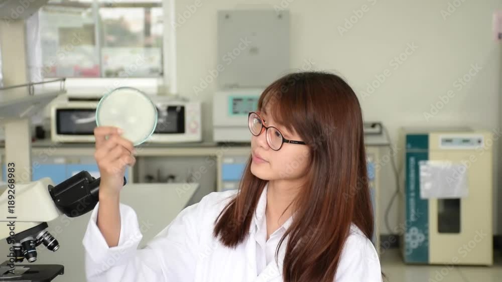 Asian Thai girl scientist or science college student in labcoat is looking at the glass plate containing white colony microbe with happy expression in science education and laboratory concept. Asian Thai girl scientist or science college student in labcoat is looking at the glass plate containing white colony microbe with happy expression in science education and laboratory concept.