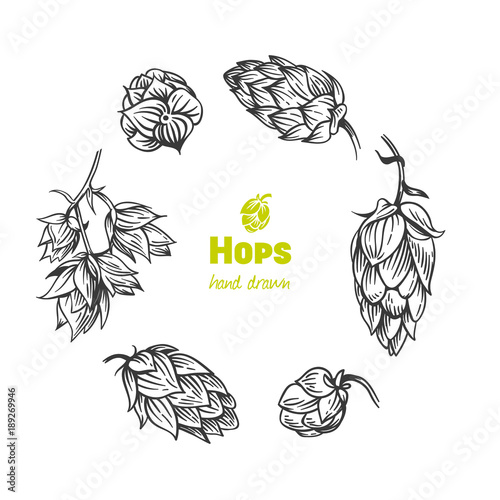 Hops hand drawn illustration