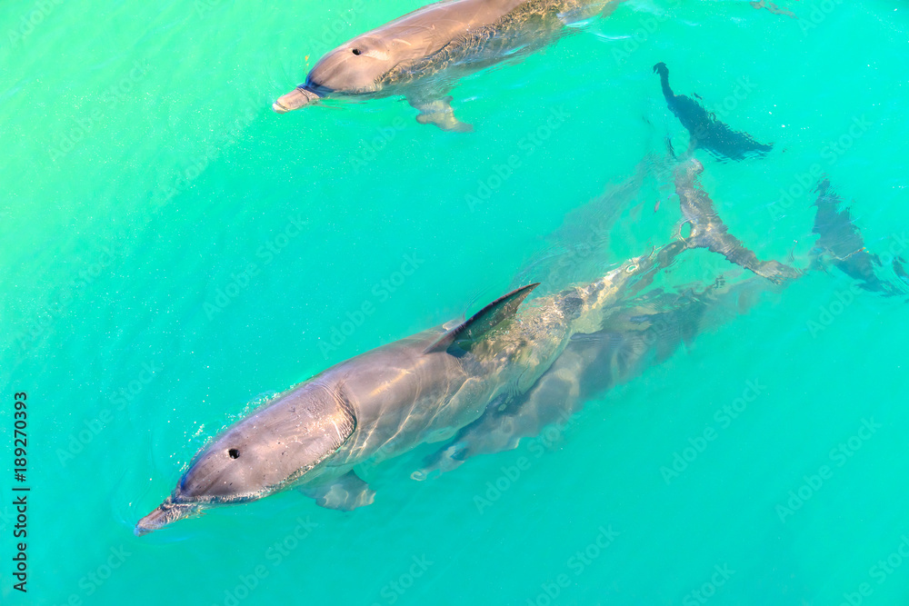 Fototapeta premium Closeup of dolphins swimming in Monkey Mia, a marine reserve near Denham, Shark Bay, on coral coast in Western Australia. Monkey Mia is the only place in Australia visited daily by dolphins.