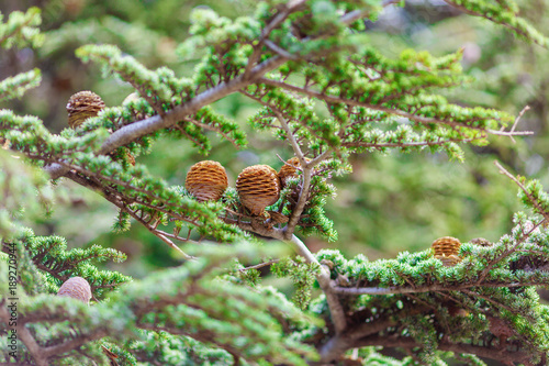 brown bumps on green spruce branch