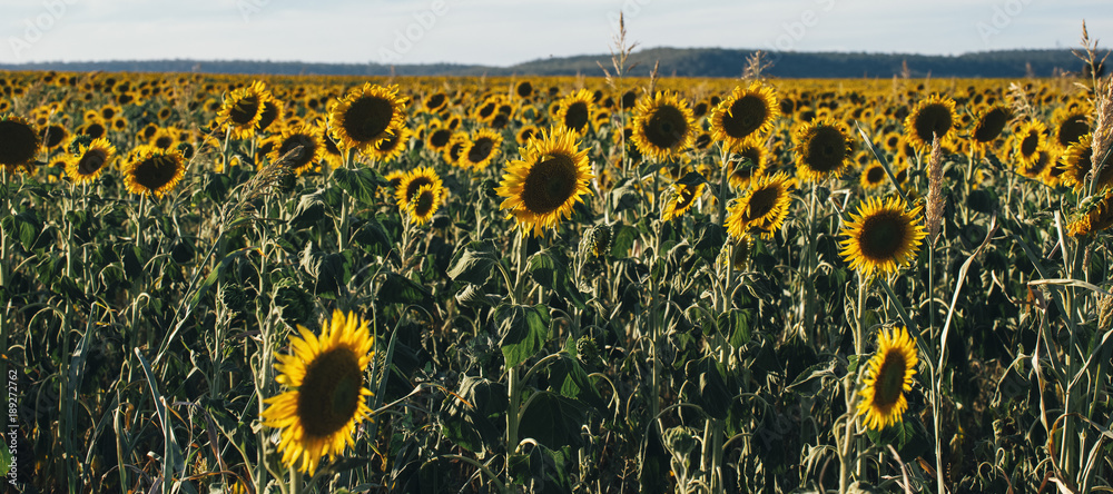 Φωτογραφία Sunflowers amongst a field in the afternoon in Nobby, Toowoomba Region, Queensland
