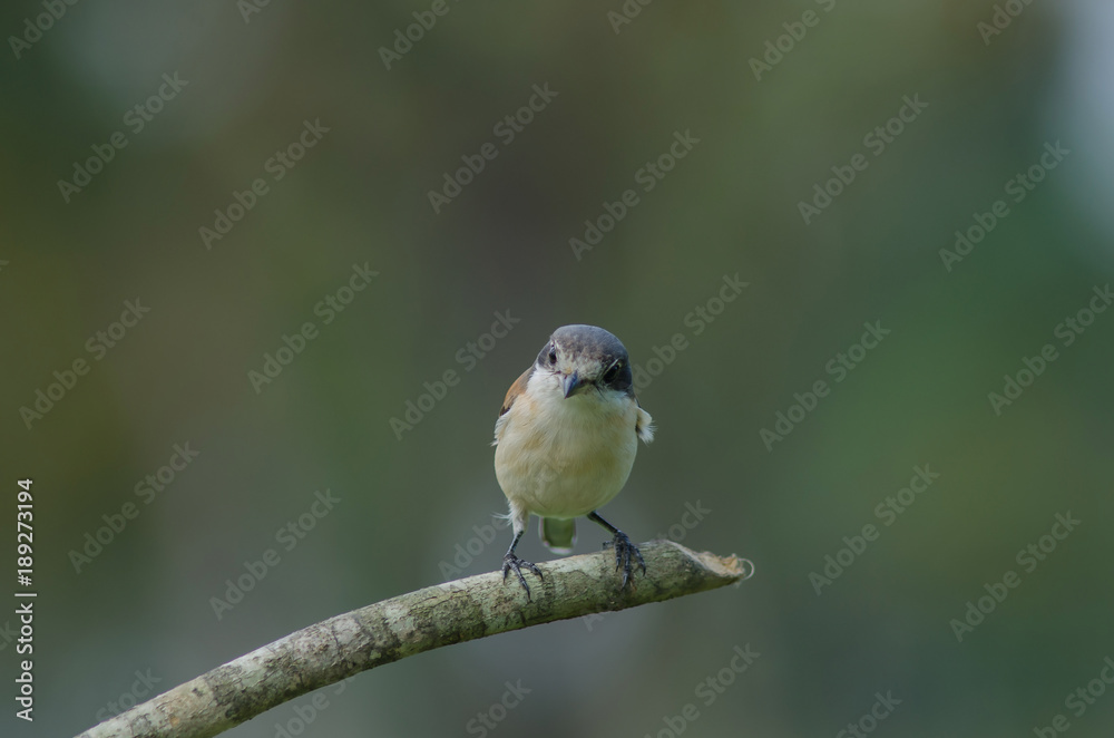 Burmese Shrike female perching on a branch Burmese Shrike female perching on a branch