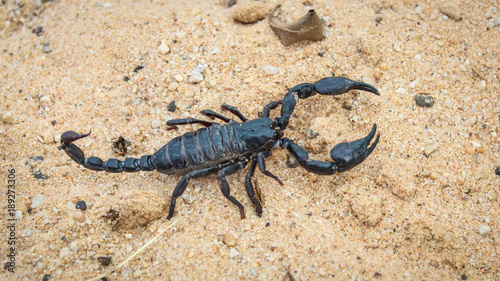 live black scorpion (Emperor Scorpion)