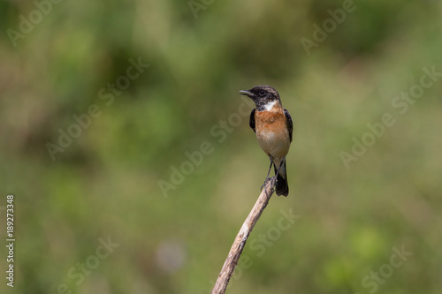 beautiful male Eastern Stonechat photo