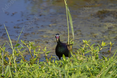 Bronze-winged Jacana bird walking in the nature