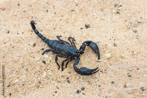 live black scorpion  Emperor Scorpion 