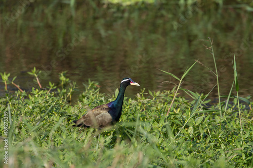 Bronze-winged Jacana bird walking in the nature