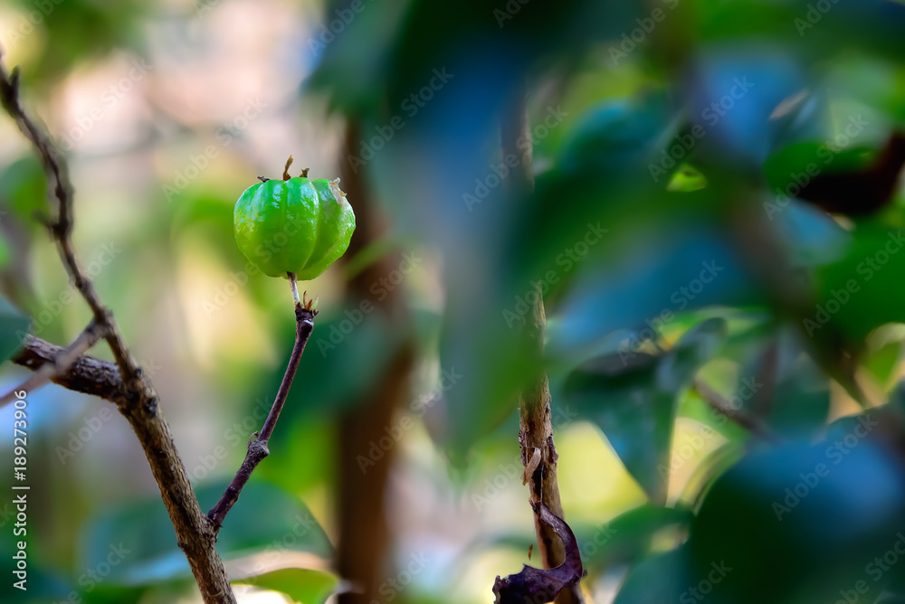 Naklejka premium Red gooseberry's seed