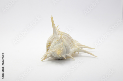 Shell use used as a decoration on white background with copy space © MRkringsak