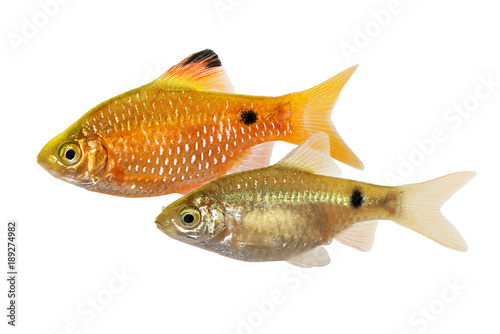 Rosy Barb Male Pethia conchonius freshwater tropical aquarium fish  photo