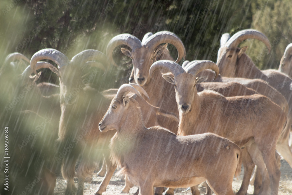 Obraz premium Aoudad sheep in the rain