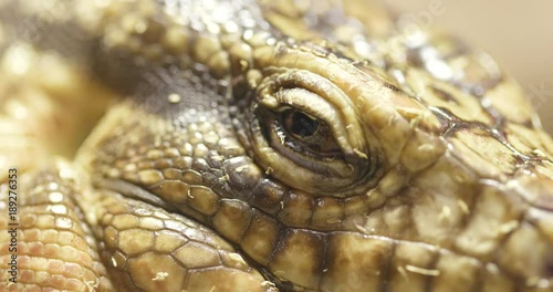 Collared Lizard close up photo