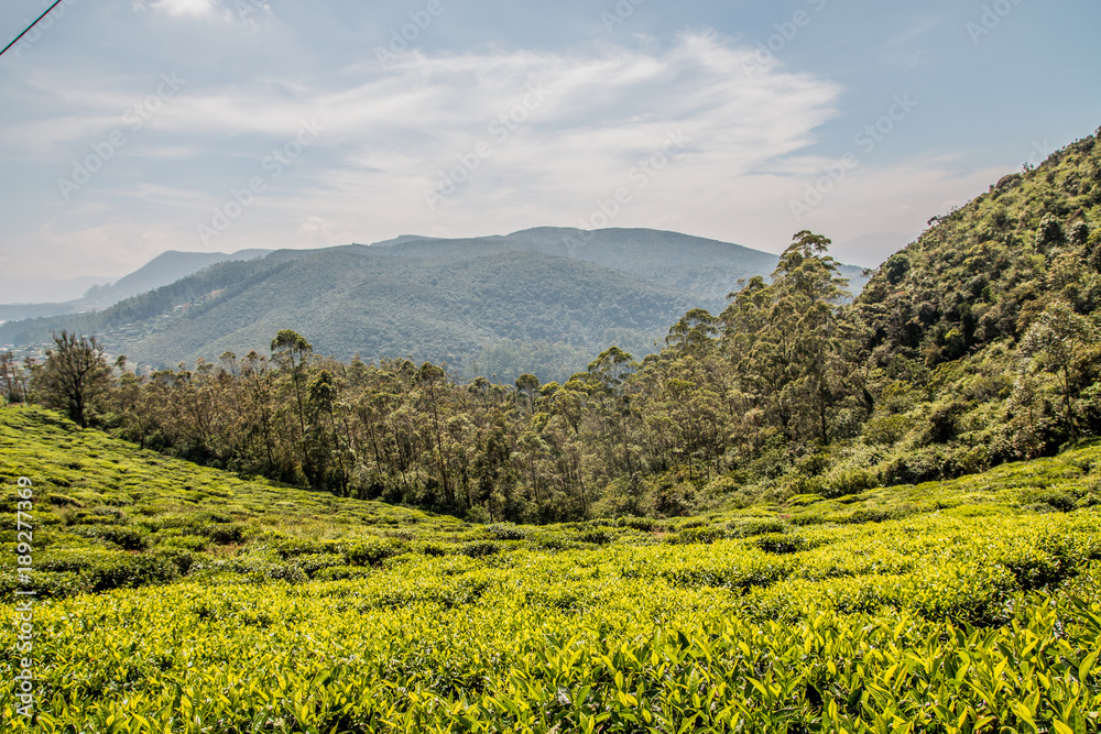 Tea fields Sri Lanka