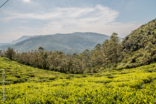 Tea fields Sri Lanka