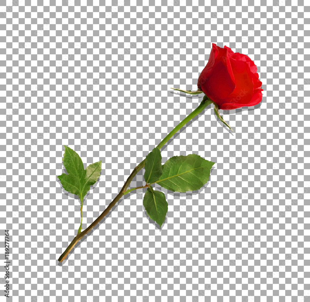 Fototapeta wysoce szczegółowy kwiat czerwieni róża odizolowywająca na przejrzystym